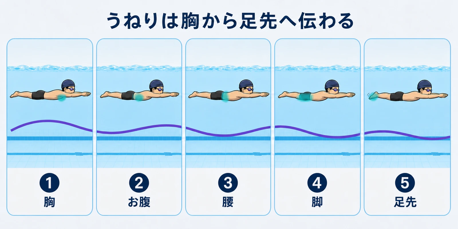 水中ドルフィンキックのうねりを横から見た連続図。胸の小さな動きが、お腹、腰、太もも、すね、足先へ波として順番に伝わり、足先が最後にしなる様子を示している